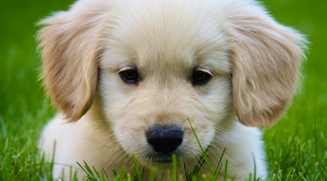 miniature-golden-retriever-puppies-for-sale01