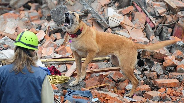 perro-terremoto--644x362