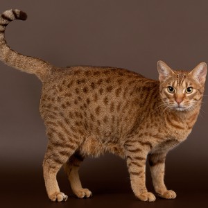 Ocicat male cat on dark brown background