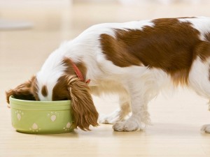 puppy eating from dog dish