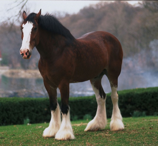 caballobudweiser-clydesdale