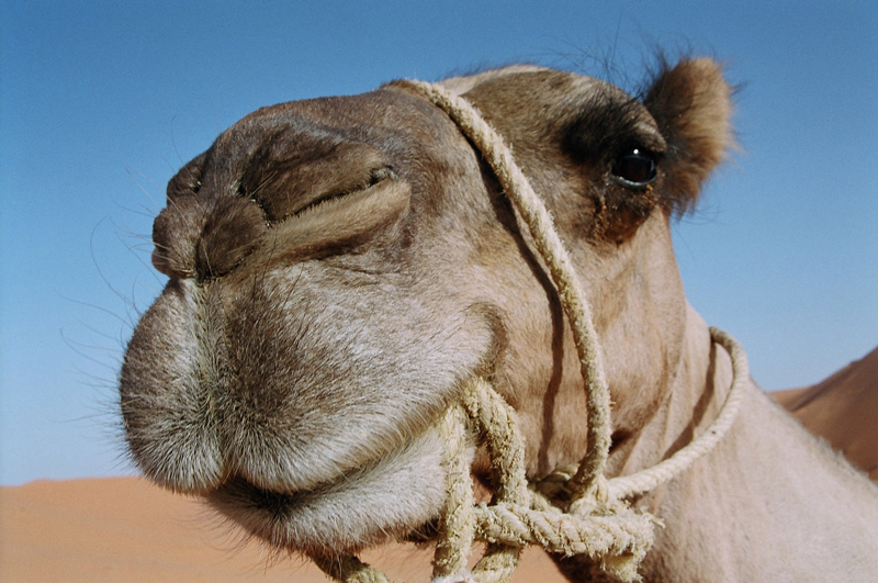 camello-tiene-3-parpados