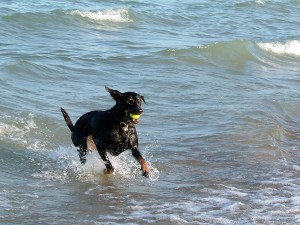 dog-beach
