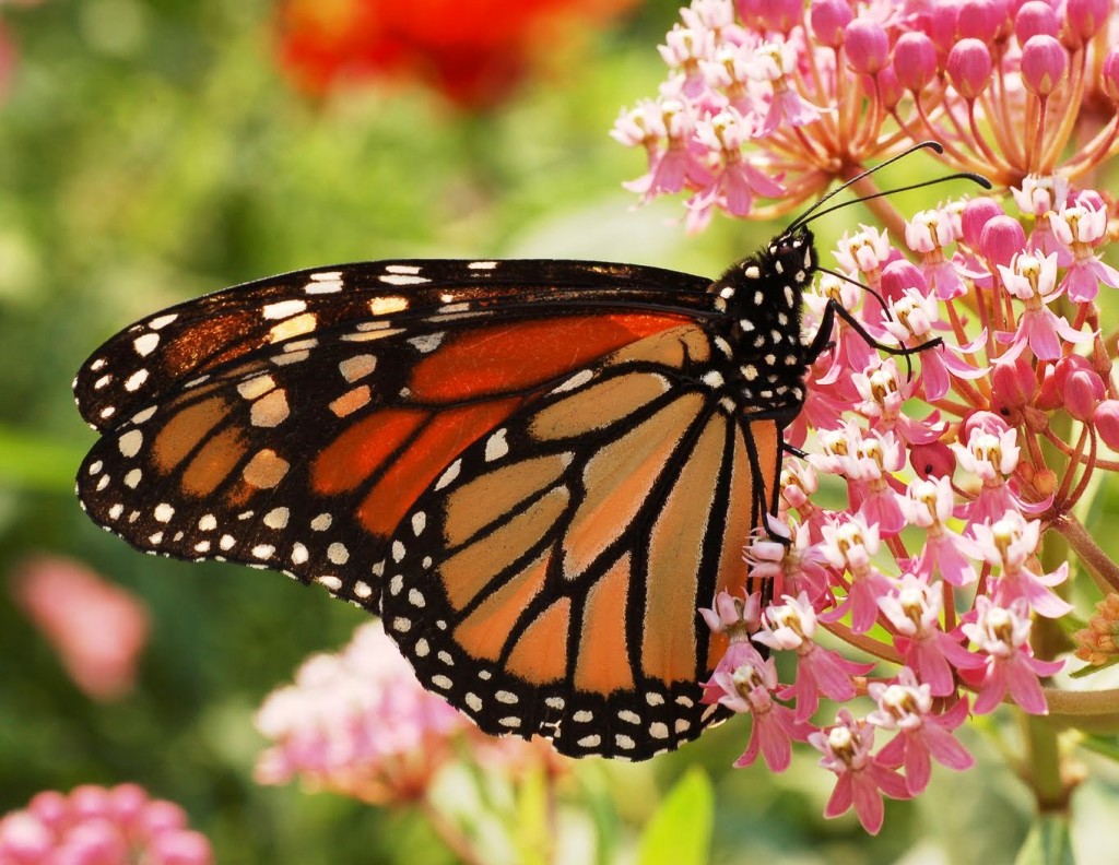 mariposa-monarca3