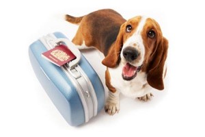 mascotas-pasaporte-reino-unido-londres-avion-perro-gato-documentos