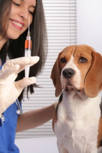 Dog Immunization