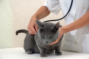 Gato-veterinario