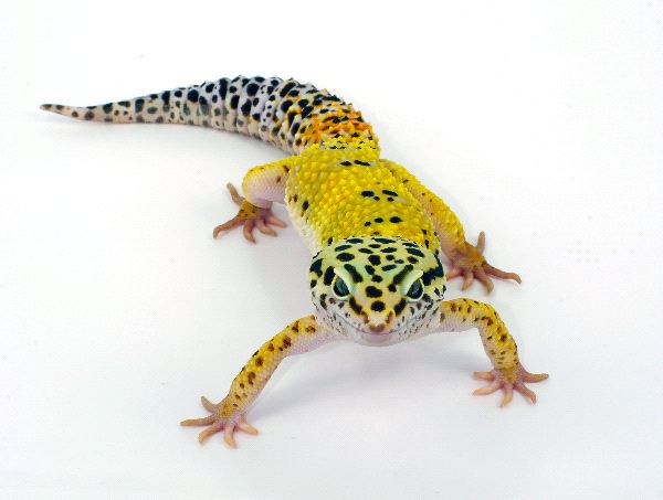 Gecko-leopardo_600