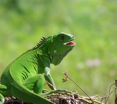 Iguana-Verde