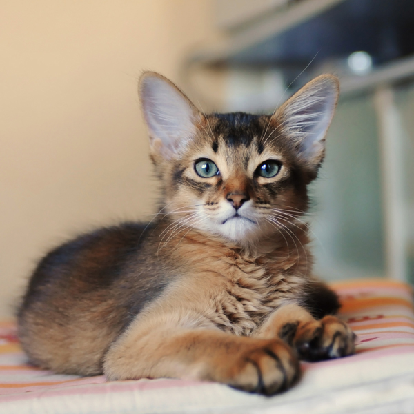 Somali kitten ruddy color