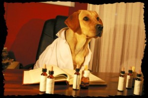 Terapias-alternativas-para-perros