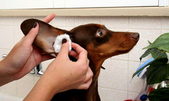 cuidado-de-las-orejas-del-perro-consejos-para-su-limpieza
