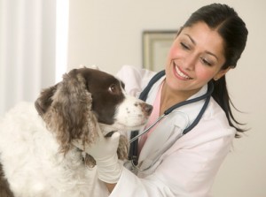 doctora-veterinaria-perro