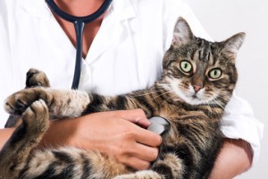 gato_con_veterinaria