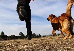 perro-anselmo-corriendo-la-cola-de-mi-perro2