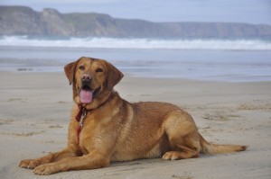 perro-labrador-en-la-playa