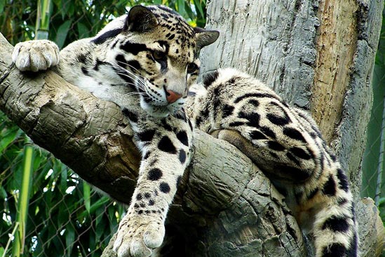 Leopardo-nublado