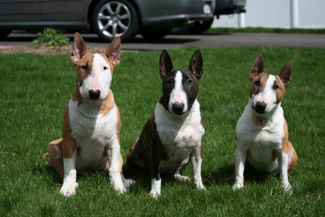Miniature-Bull-Terrier-pictures
