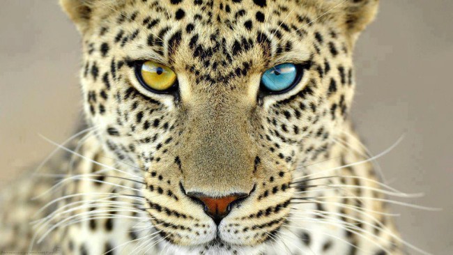hete8 leopardos