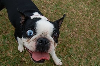 heterocromia-en-perros