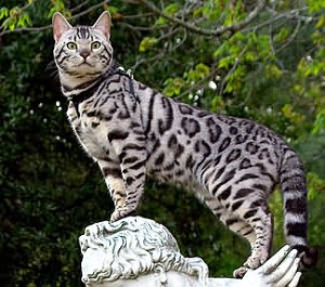 silver_bengal-300x265