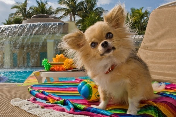 vacaciones-relajadas-para-este-diminuto-perro