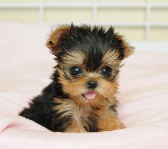 yorkshire-terrier-mini-toy-3