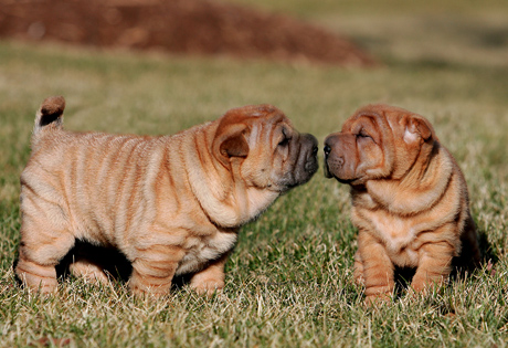 Shar-Pei-puppies-pictures