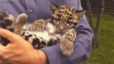 animal-gifs-baby-leopard