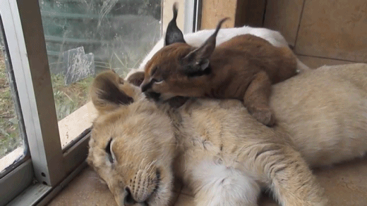 animal-gifs-lion-cub-and-lynx