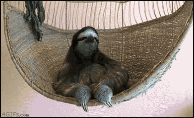 animal-gifs-sloth-chilling