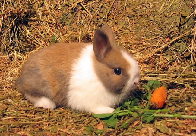 Conejos-enanos-para-niños-consultorio-de-mascotas