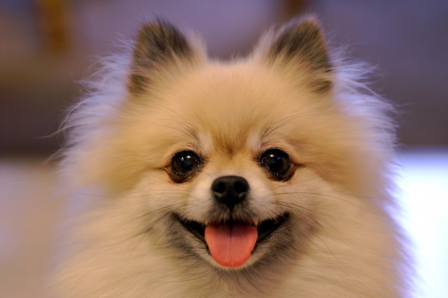 Smiling_Tan_Pomeranian