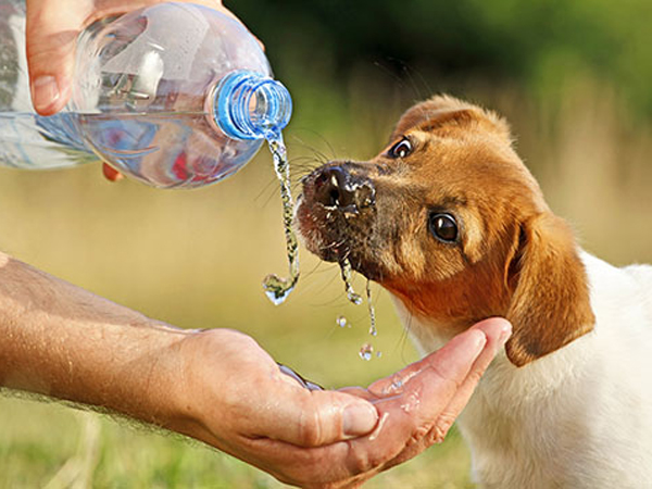 Puppy drinking water from a bottle