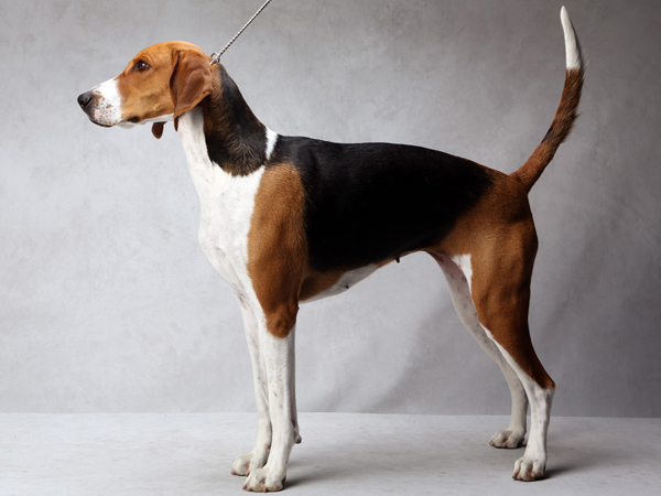 Westminster Kennel Club dog show. Tuesday, February 12, 2013. American Foxhound - "Jewel" Credit: Fred R. Conrad/The New York Times NYTCREDIT: Fred R. Conrad/The New York Times