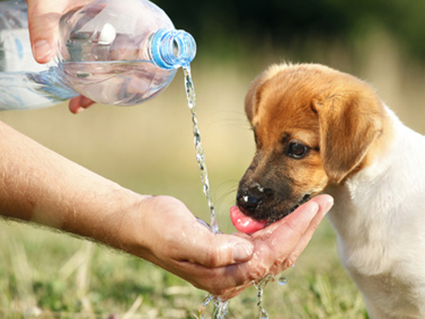 A dog (puppy Jack Russel) drinking water flowing from a bottle to a man's hand