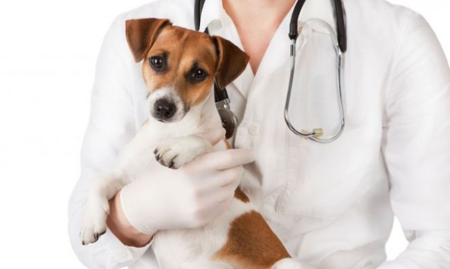 deko-mascotas-487-revision-veterinaria-para-perros-cachorros-xl-668x400x80xX