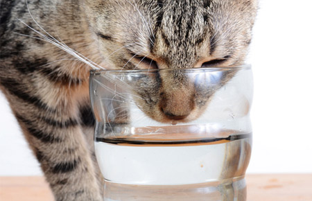 gato-bebe-mucha-agua