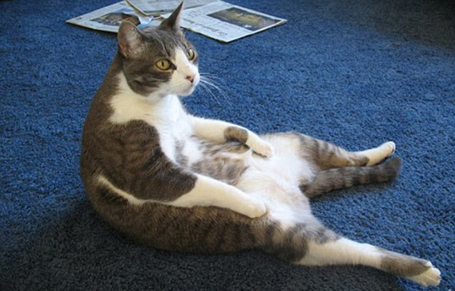 Yoga para gatos: Imágenes divertidas de posturas de gatos | Animales Hoy