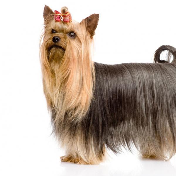 colaimg_3_yorkshire-terrier_0_600