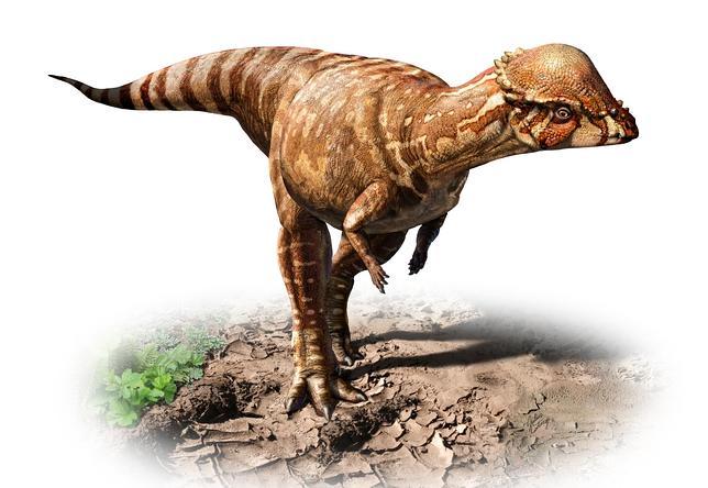 dinosaurio-craneo-acrotholus--644x444