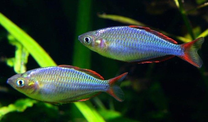 peces-arcoiris