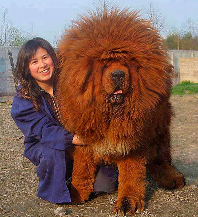 perro-grande