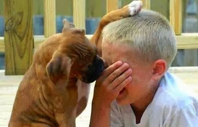 teraDemostrado científicamente que los perros sienten tal como un humano joven 1 (Copiar)
