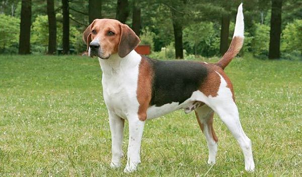 beagle-harrier-perros-de-caza