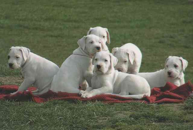 dogo64fca2cea74247-cachorros-dogo-argentinocon-pedigree-61089
