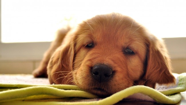 fondapuppies-dogs-pets-animals-sleepy-blanket-indoor-1920x1080