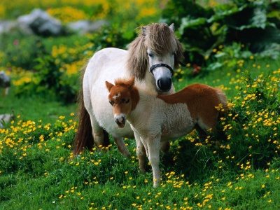 yegua400_1210481871_shetland-pony-with-foal
