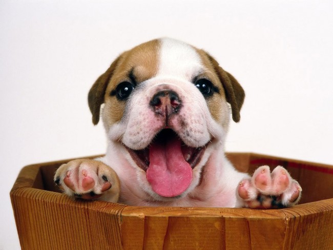 cachorros-tiernos-y-felices-imagenes-perros-contentos