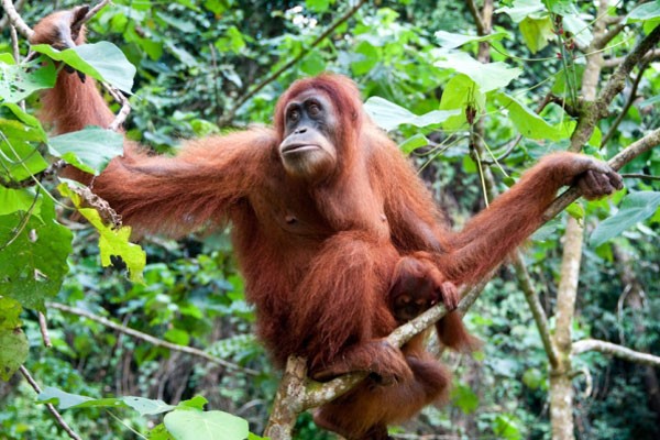 Orangután-de-Sumatra-600x400